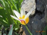 Tulipa bifloriformis Vved Urungach lake Pskem mountain range Uzbekistan (1).JPG