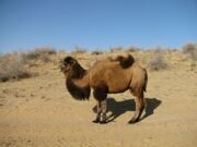 Uzbekistan Kyzylkum desert camel riding