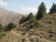 Horse riding in Uzbekistan mountains Aksakata-Beldersay (7)