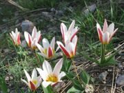 Tulipa kaufmanniana Regel Paltau valley Uzbekistan.JPG