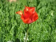 Uzbekistan. Hiking, trekking, tulips watching in Uzbekistan mountains