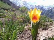 Uzbekistan tulips blooming