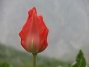 Tulipa greigii Regel Paltau valley Uzbekistan.JPG