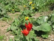 Uzbekistan. Hiking, trekking, tulips watching in Uzbekistan mountains