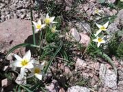 April tulips watching hiking in Uzbekistan mountains (13)