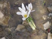 Mountain flowers of Uzbekistan Горные цветы Узбекистана