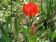 Uzbekistan. Hiking, trekking, tulips watching in Uzbekistan mountains