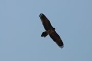 Uzbekistan Mt.Patandazboshi eagl