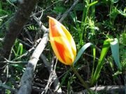 April tulips watching hiking in Uzbekistan mountains (5)