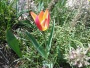 April tulips watching hiking in Uzbekistan mountains (18)