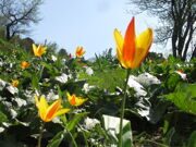 Uzbekistan. Hiking, trekking, tulips watching in Uzbekistan mountains