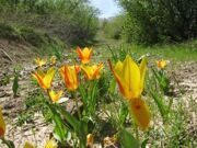 Uzbekistan. Hiking, trekking, tulips watching in Uzbekistan mountains