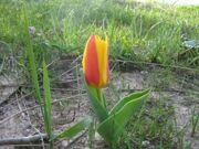 Uzbekistan. Hiking, trekking, tulips watching in Uzbekistan mountains