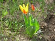 Mountain tulips of Uzbekistan Горные тюльпаны Узбекистана (3)