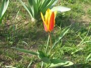 Uzbekistan. Hiking, trekking, tulips watching in Uzbekistan mountains