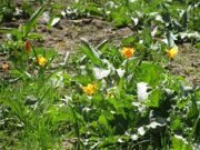 Uzbekistan. Hiking, trekking, tulips watching in Uzbekistan mountains