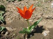 Uzbekistan. Hiking, trekking, tulips watching in Uzbekistan mountains