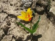 Uzbekistan. Hiking, trekking, tulips watching in Uzbekistan mountains