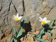 Tulipa bifloriformis Vved Urungach lake Pskem mountain range Uzbekistan (2).JPG