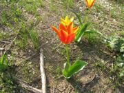 Uzbekistan. Hiking, trekking, tulips watching in Uzbekistan mountains